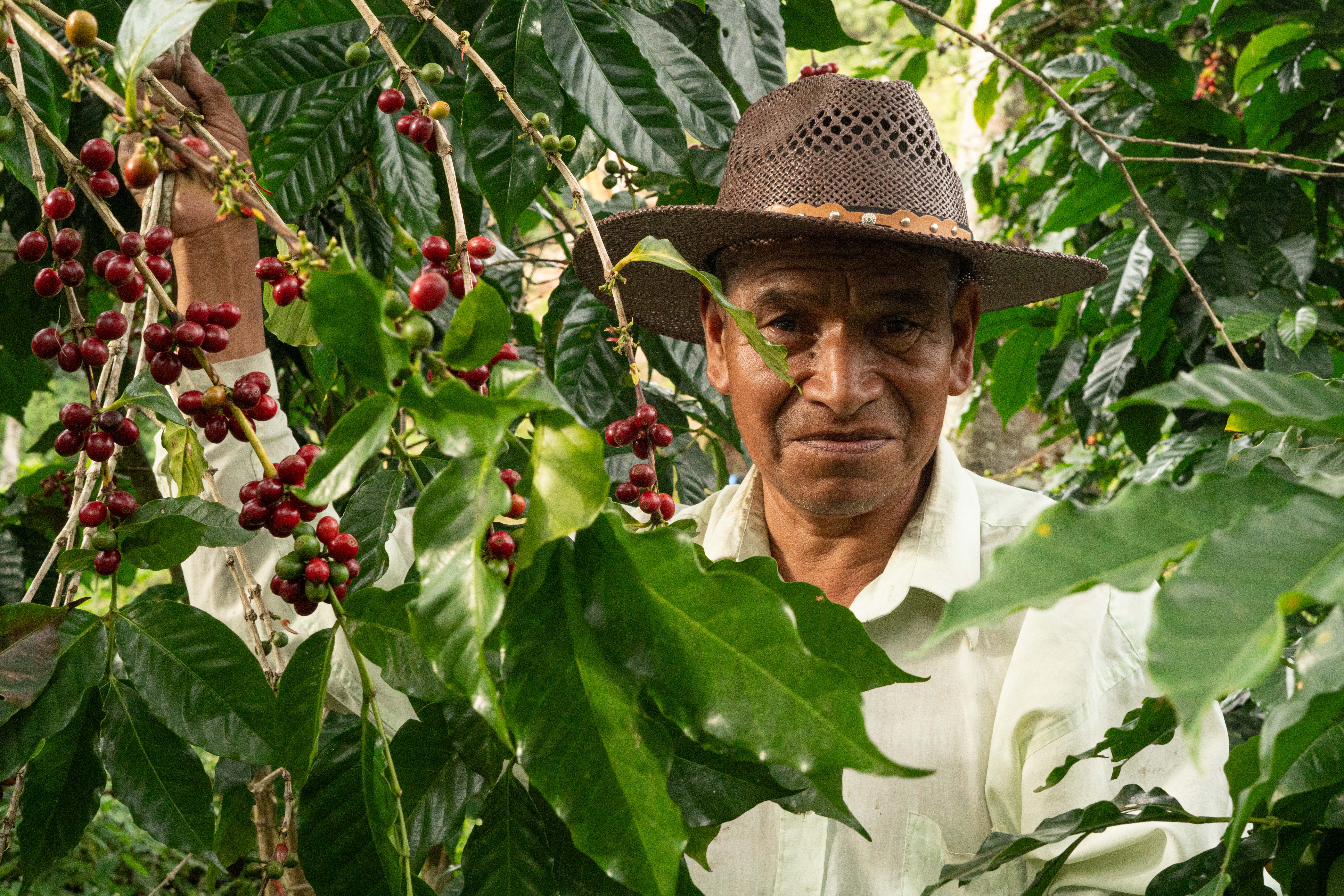 plan nescafe señor caficultor