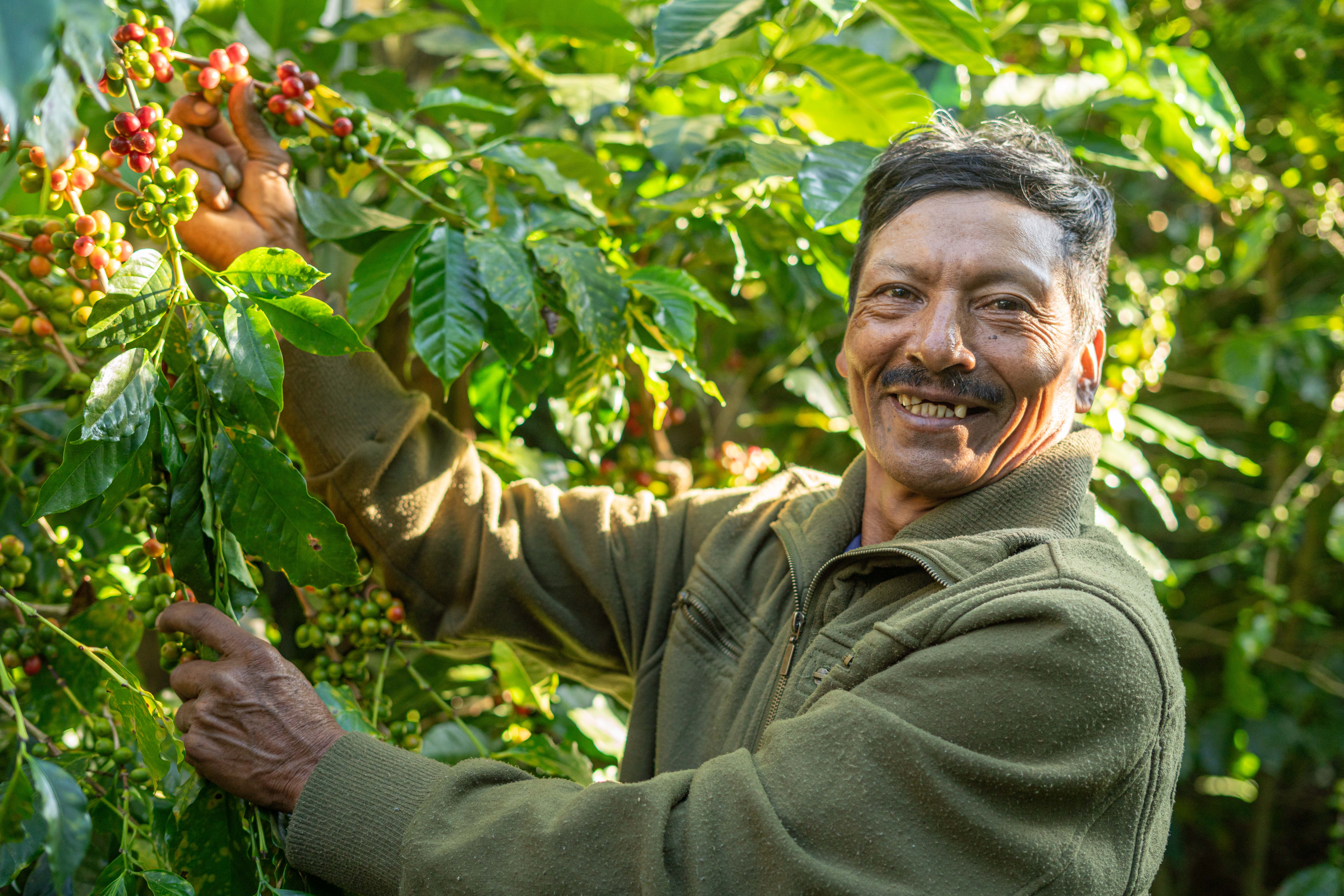 hombre caficultor plan nescafe