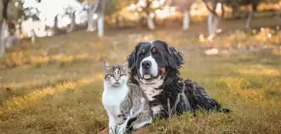 PURINA ONE