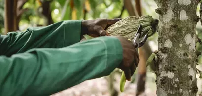 cacao
