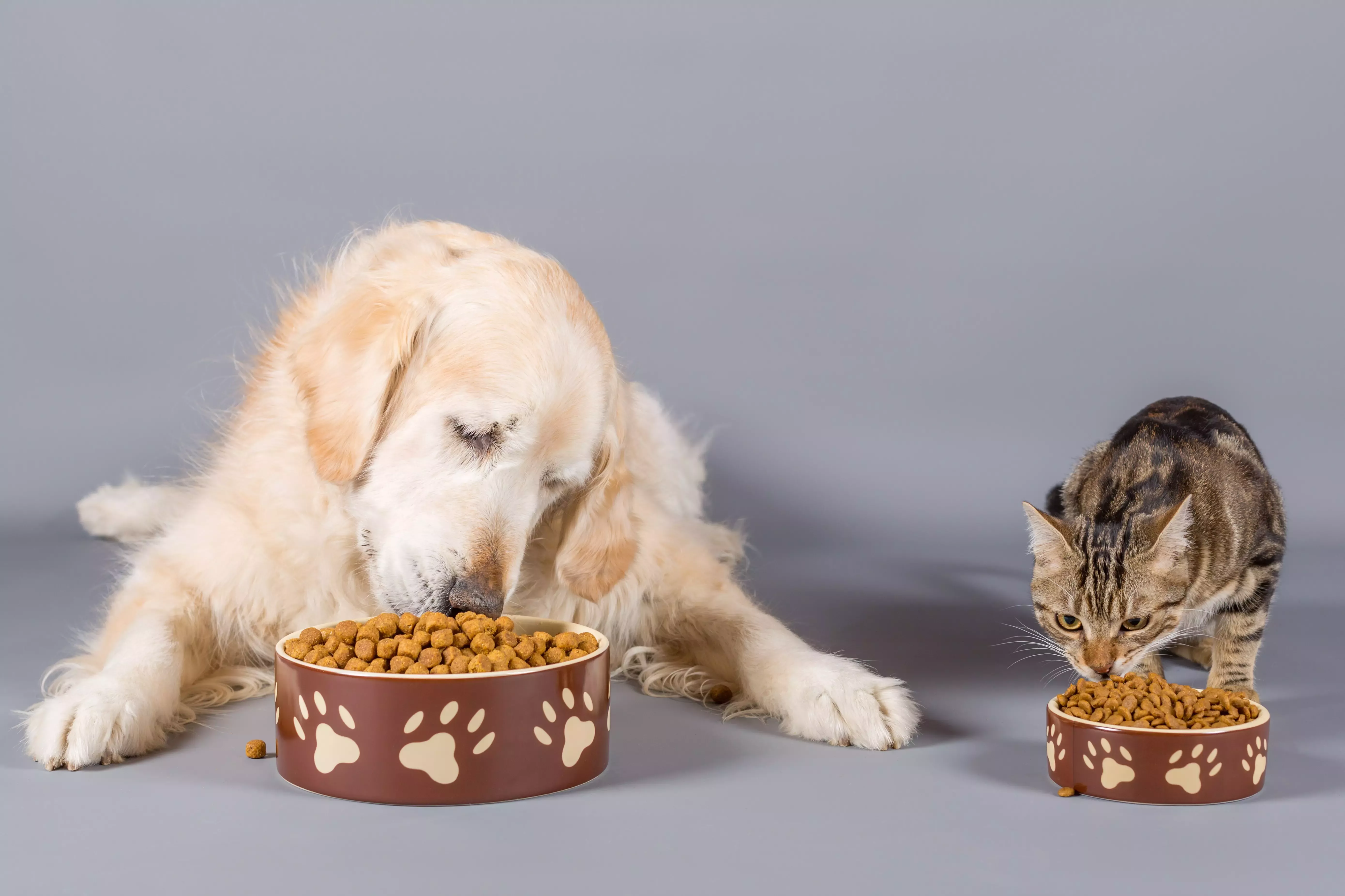 Día Mundial de la Alimentación Animal