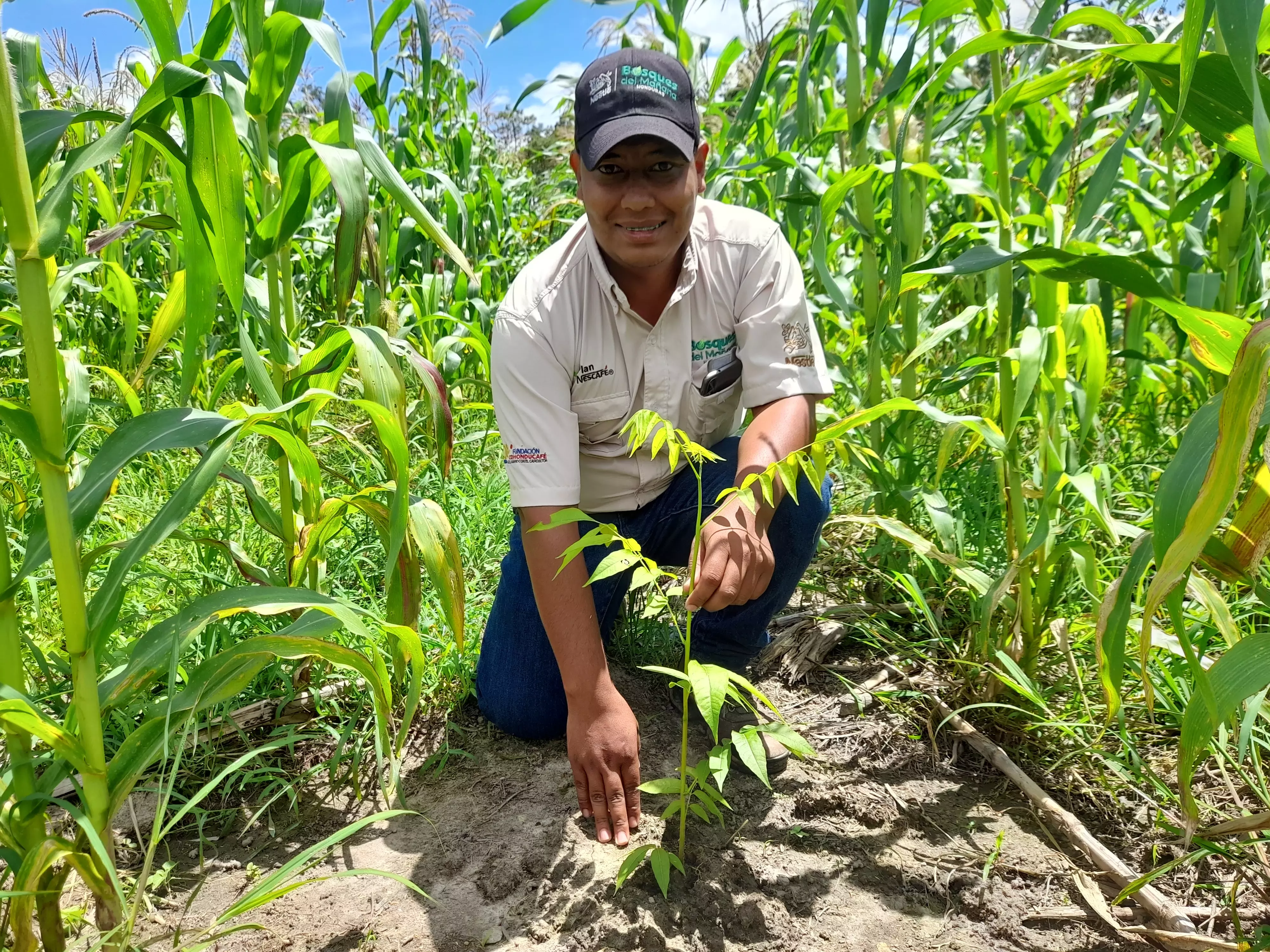 Plan Nescafé se desarrolla el programa “Bosques del Mañana”