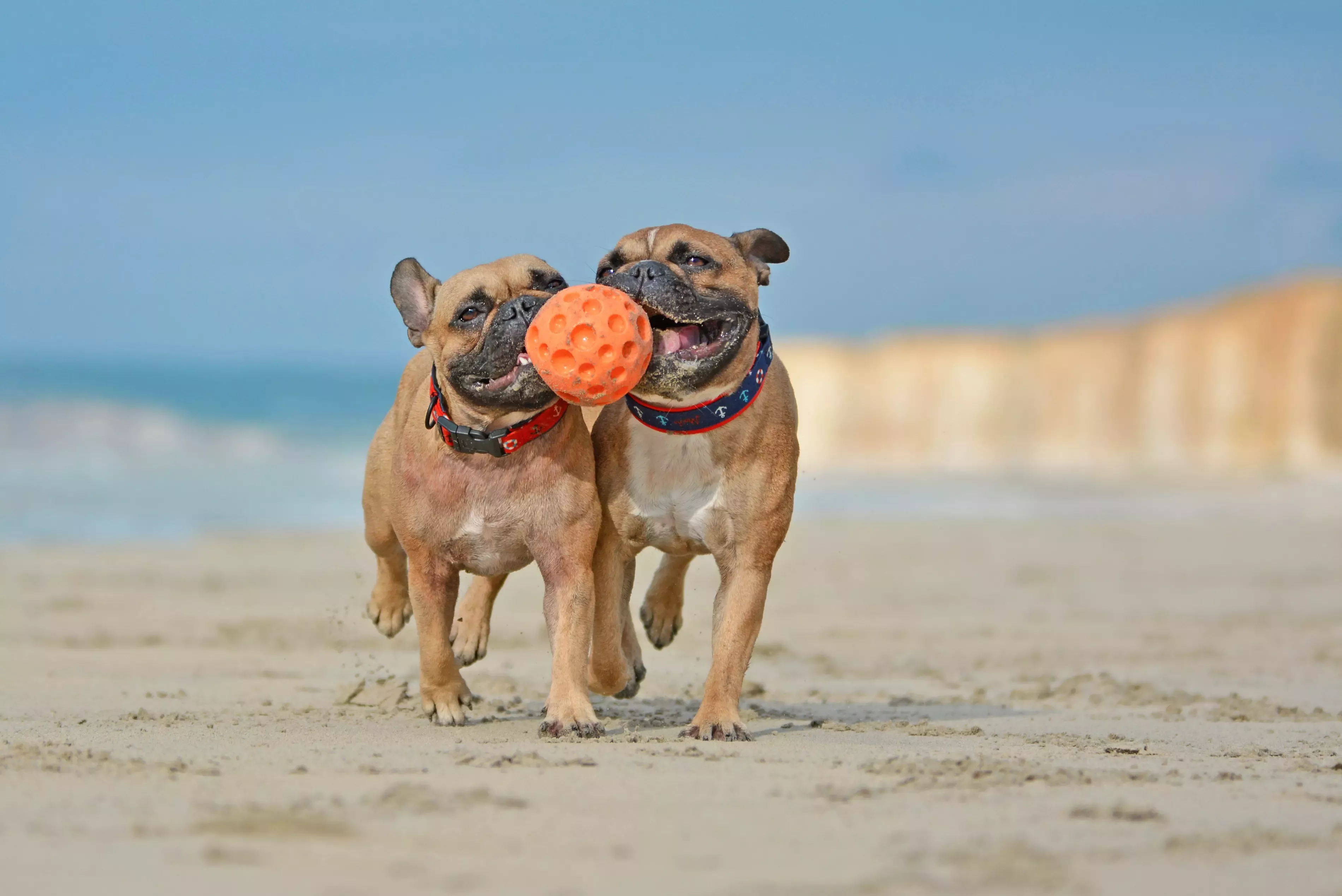 Dos perros en la  playa jugando con una pelota