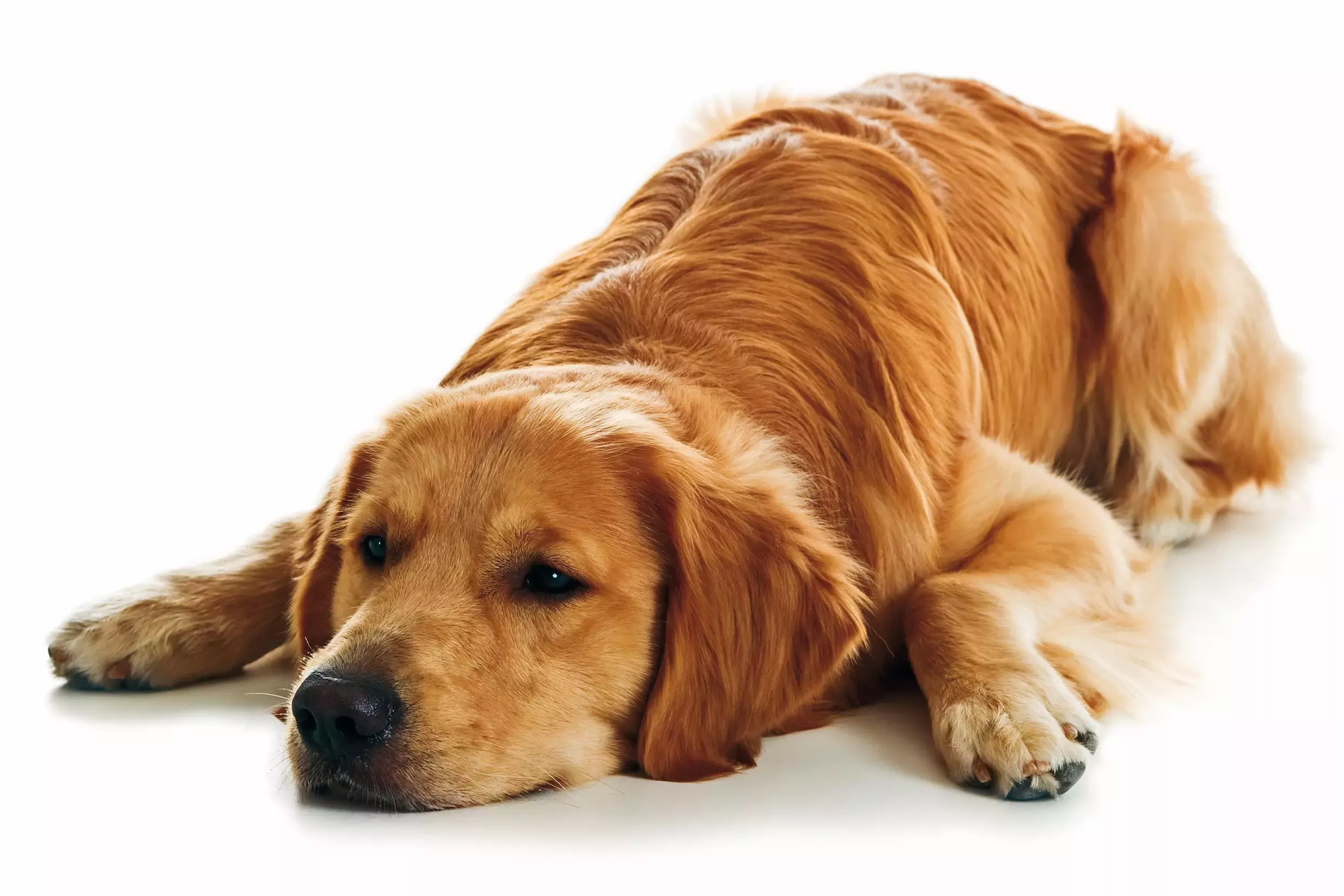 perro acostado en el piso