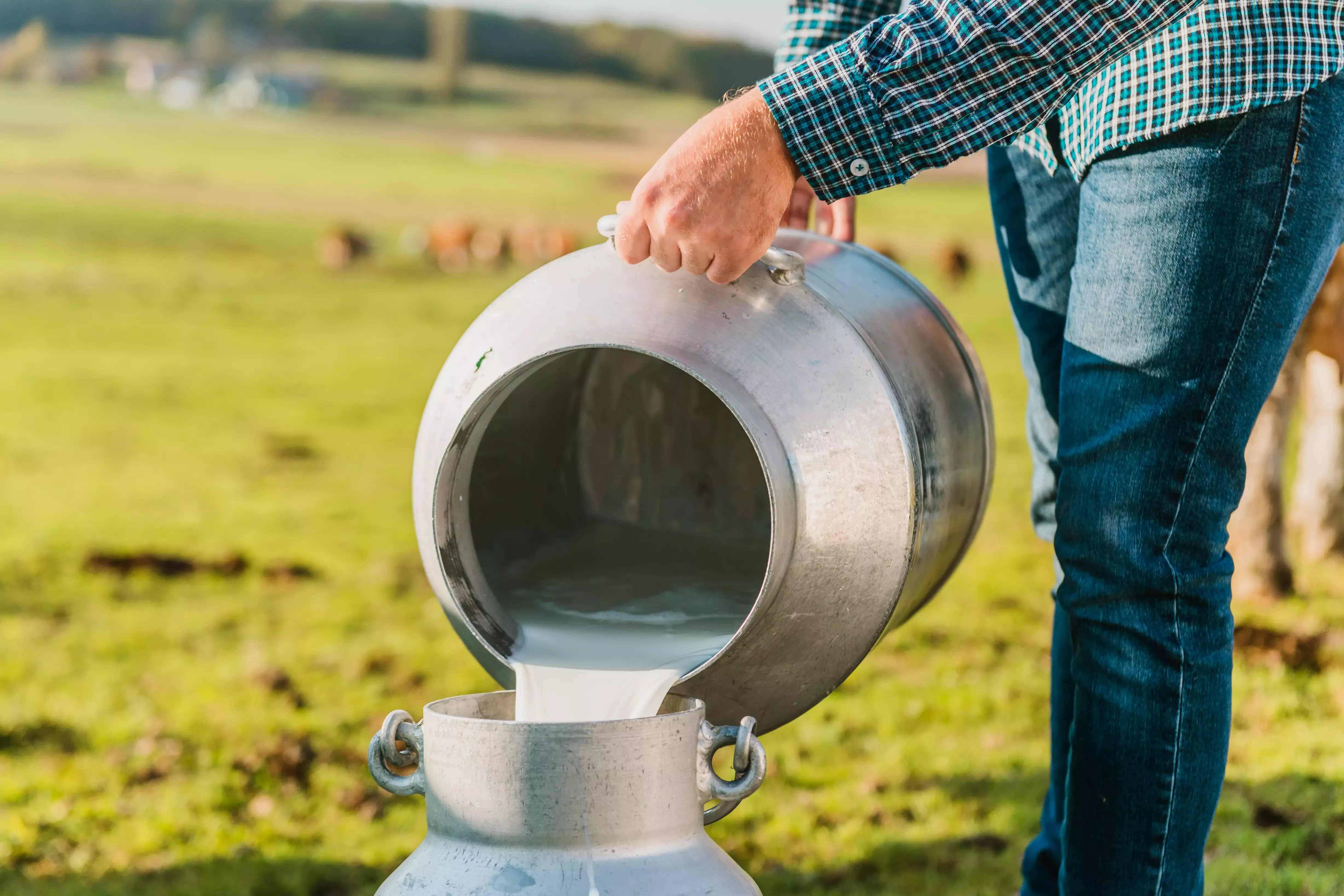 ganadero manejando su producción de leche