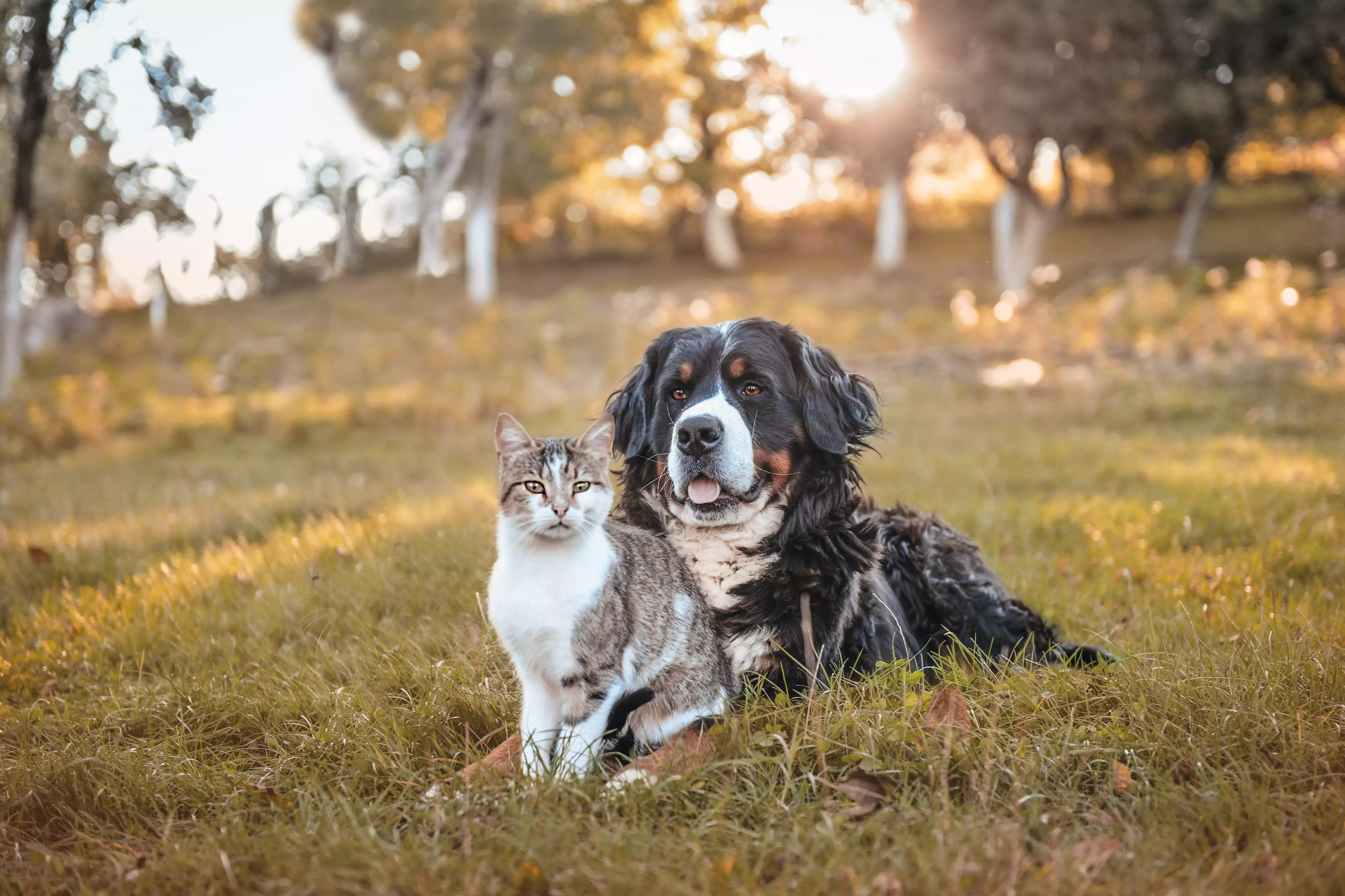 purina one