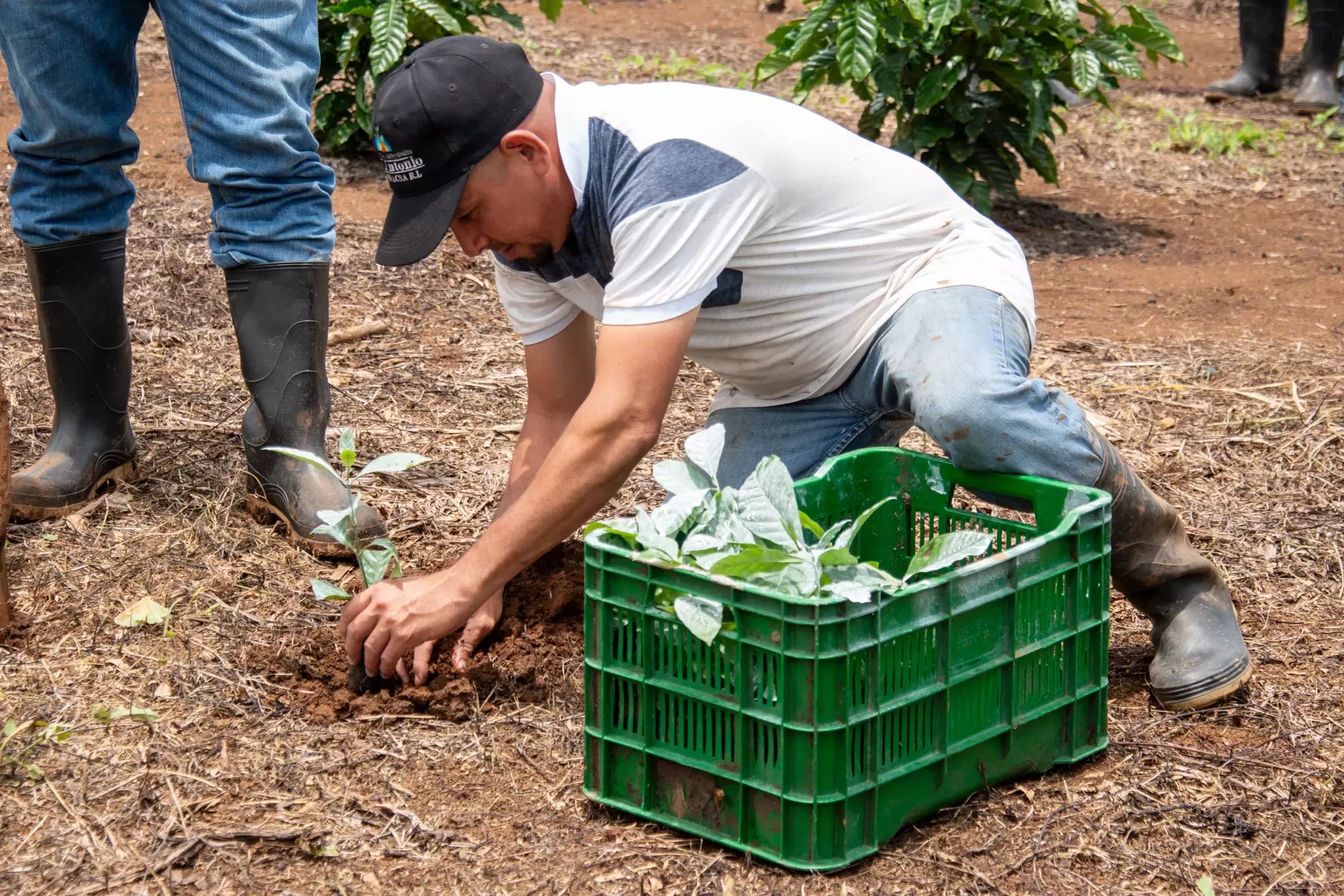 Plan Cafe Presto entrega de plantas de café