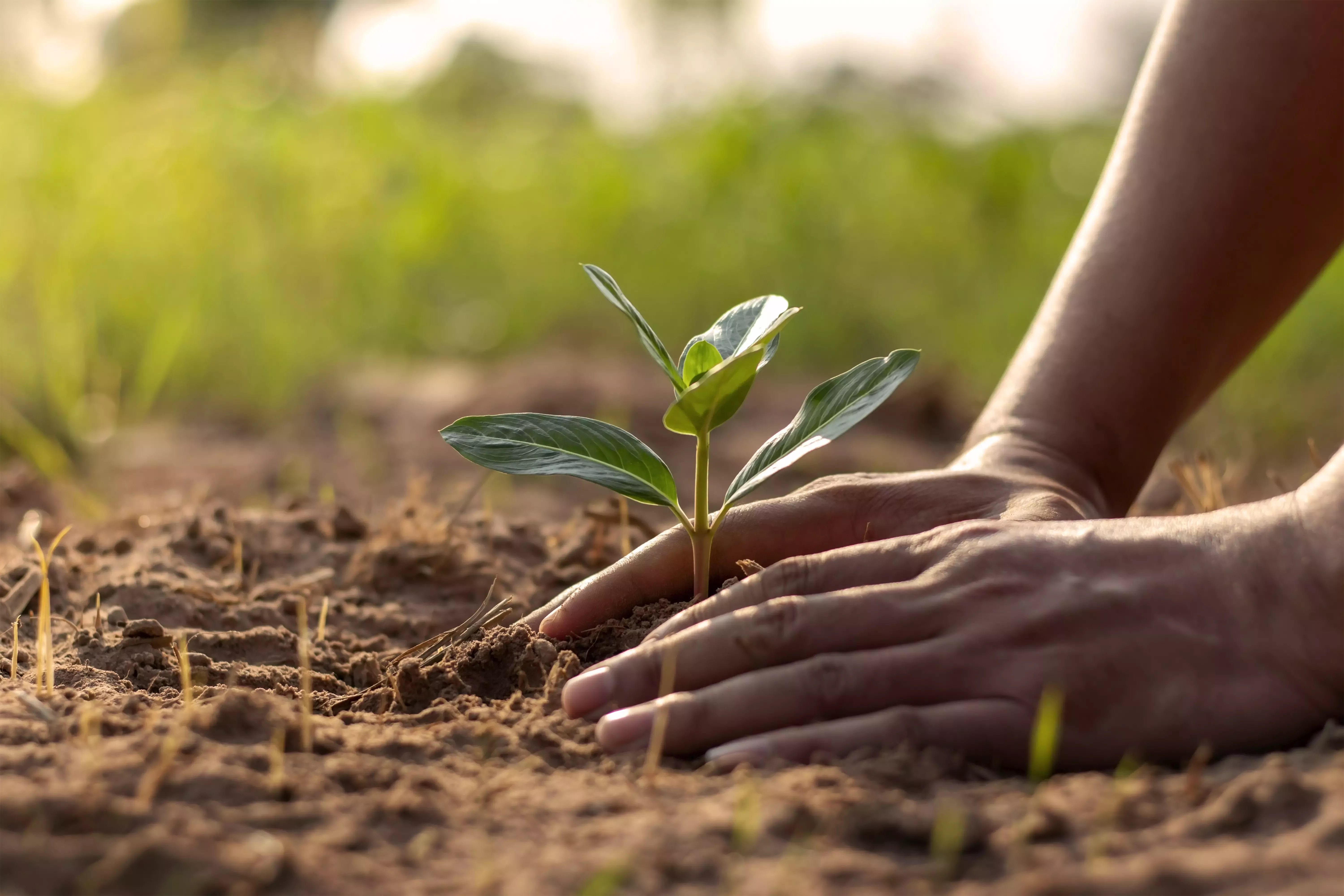 Manos plantando en la tierra