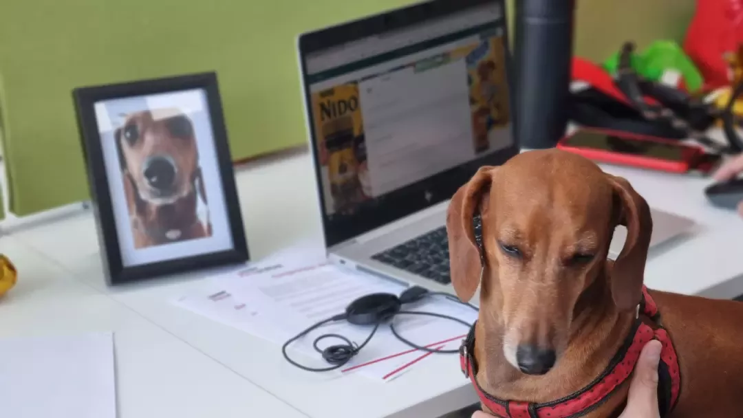 Pets at Work SV