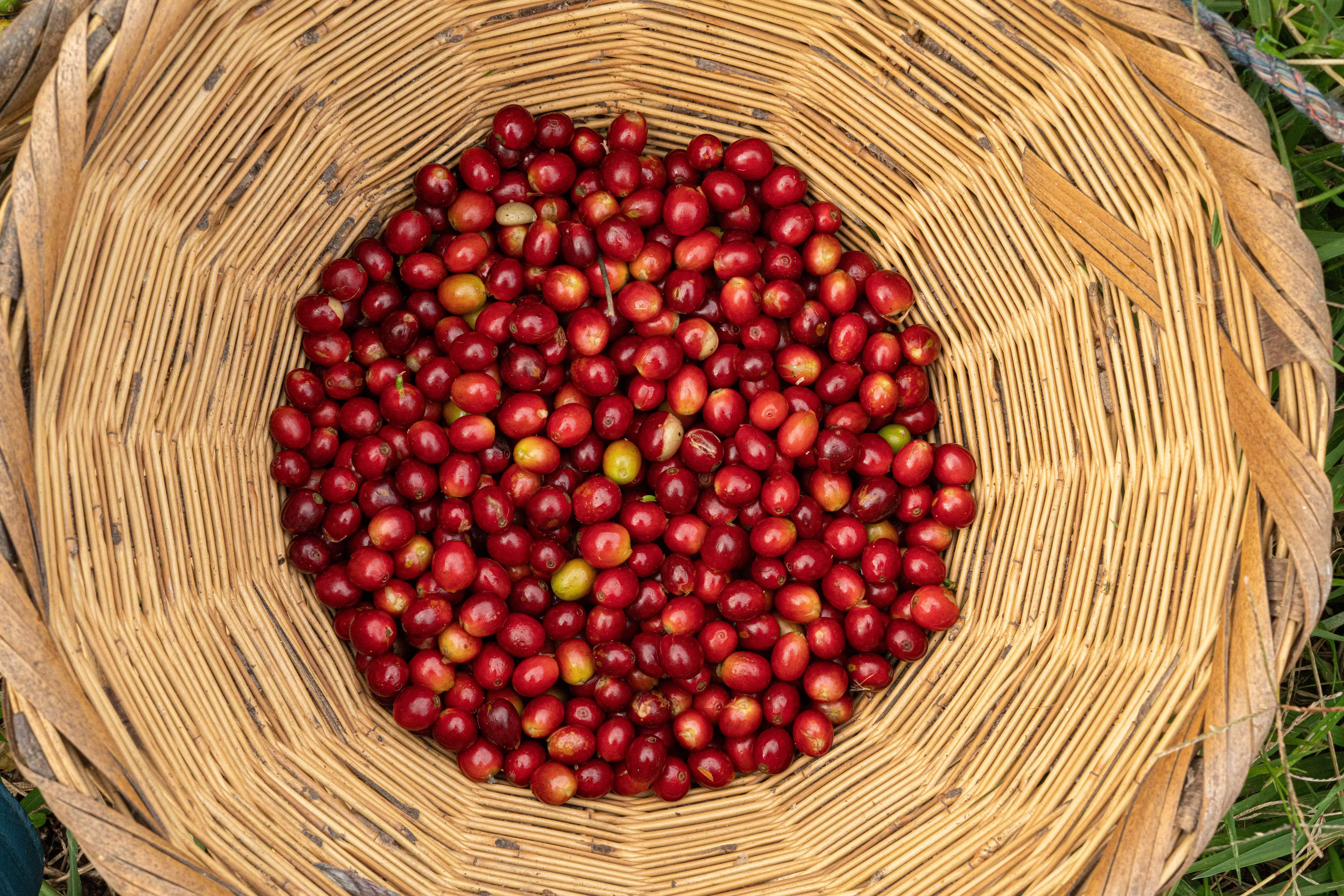 Granos de café