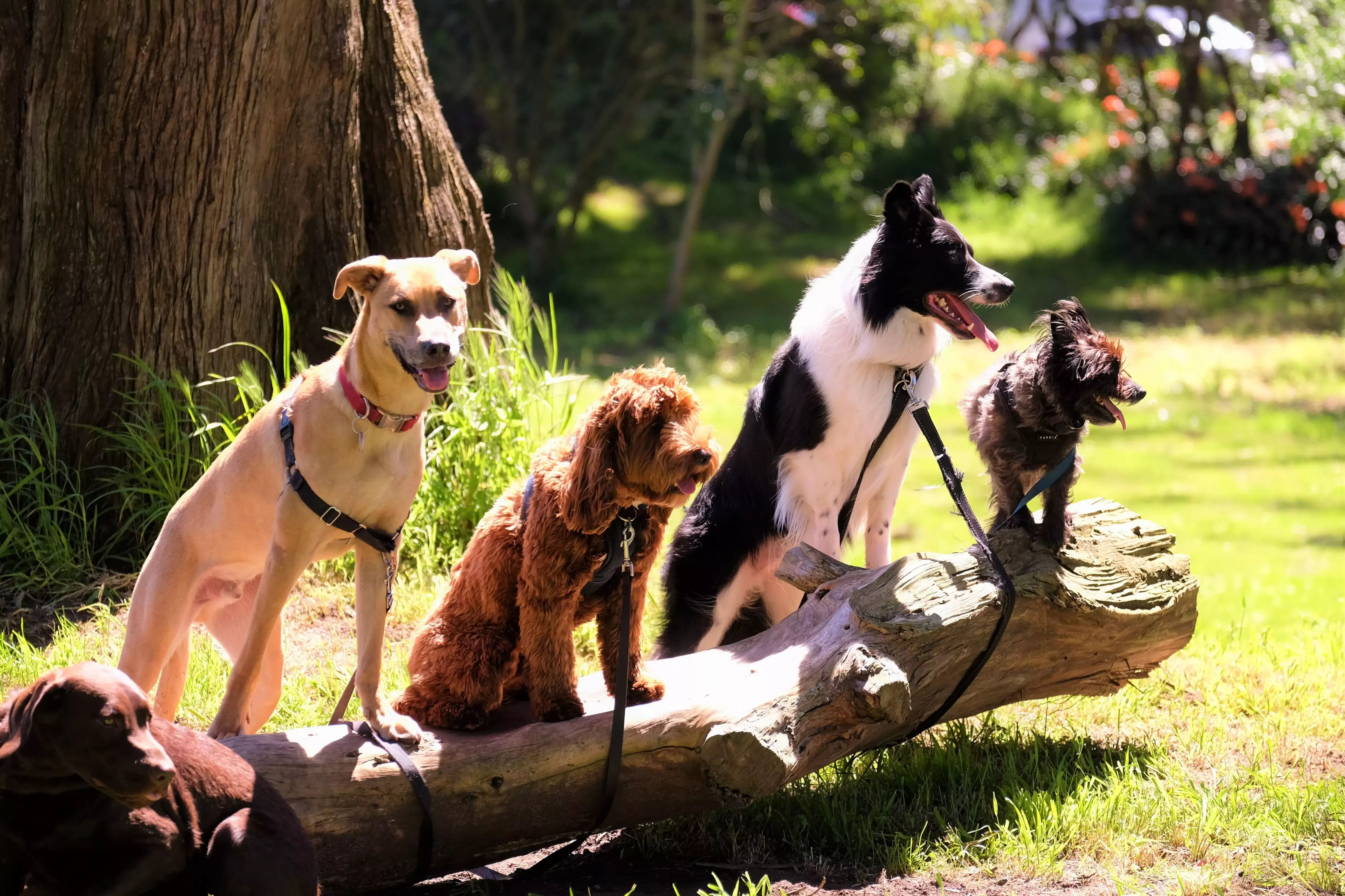 Perros, campaña ProPlan