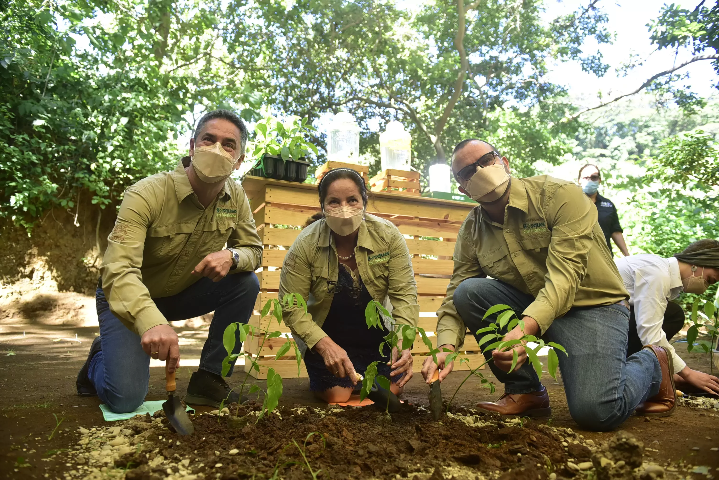 bosques del mañana