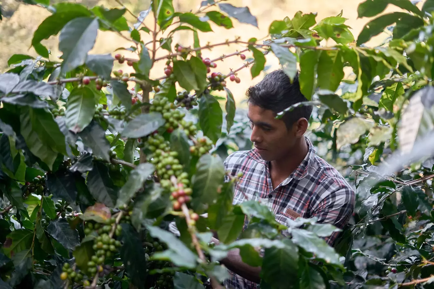 Jóvenes Caficultores en Honduras